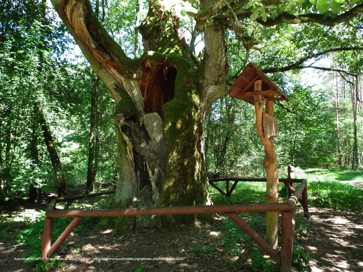 Dąb Bartuś - bartus oak