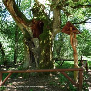Dąb Bartuś - bartus oak