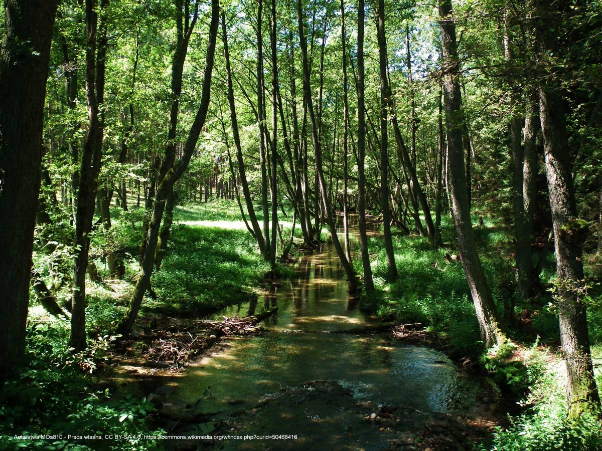 Struga Siedmiu Jezior - struga siedmiu jezior