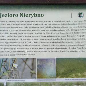 Jezioro Nierybno - jezioro nierybno3
