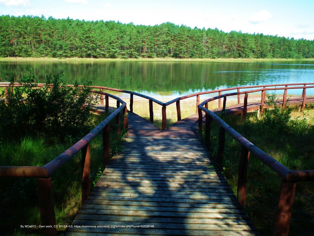 Ścieżka dydaktyczna "Wokół jeziora lobeliowego Wielkie Gacno" - wielkie gacno lake 4
