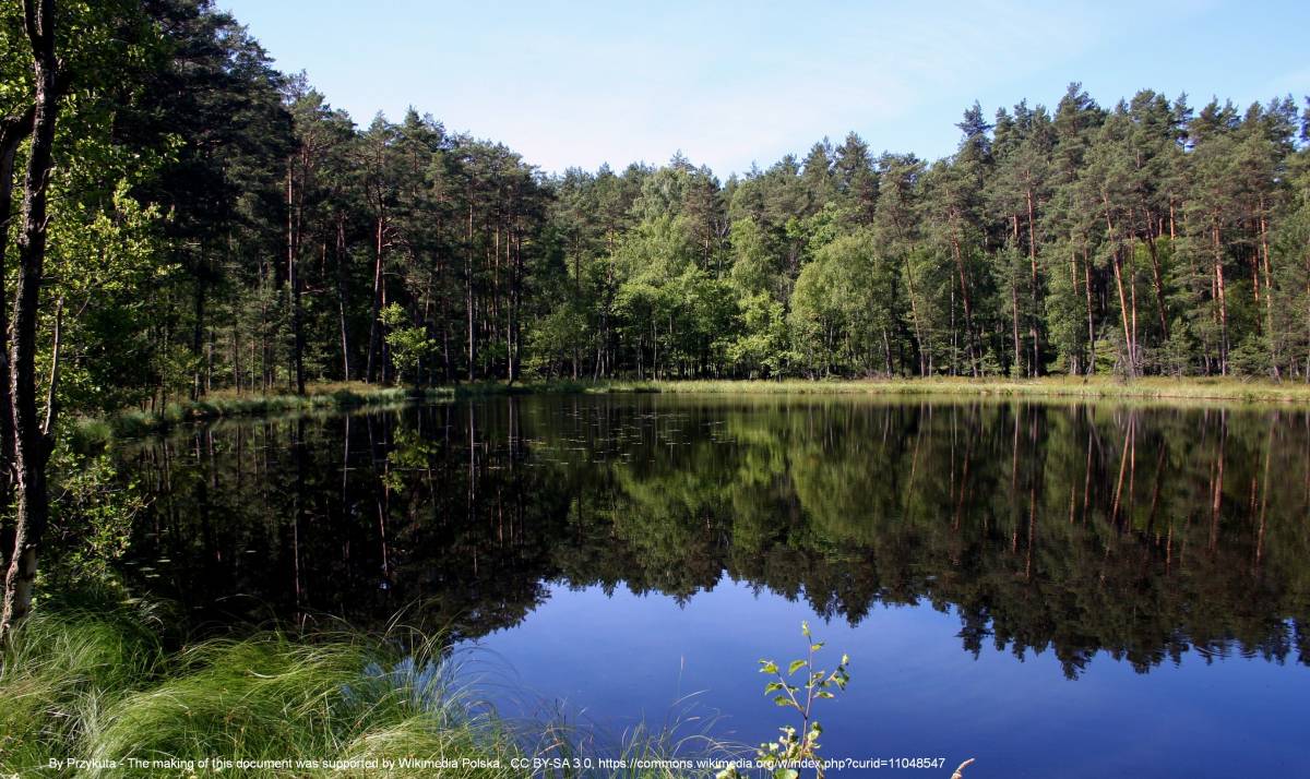 Jezioro Kacze Oko - pn bory tucholskie kacze oko 03 07 10 p