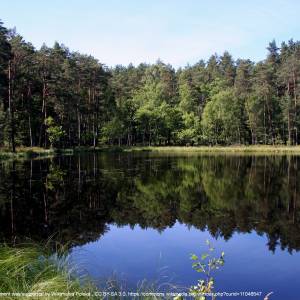 Jezioro Kacze Oko - pn bory tucholskie kacze oko 03 07 10 p