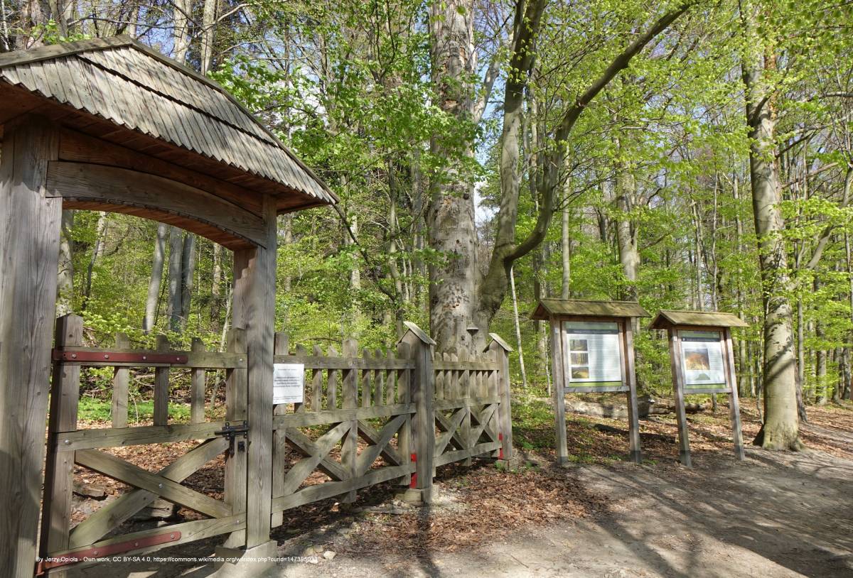 Ścieżka na Bukową Górę - bukowa gora roztoczanski park narodowy3 rpn