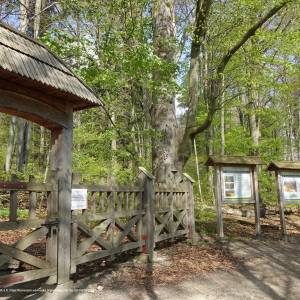 Ścieżka poznawcza na Bukową Górę - bukowa gora roztoczanski park narodowy3 rpn