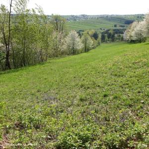 Ścieżka na Bukową Górę - bukowa gora roztoczanski park narodowy4 rpn