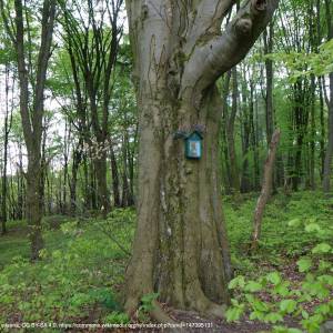 Piaseczna Góra (298 m n.p.m.) - piaseczna gora rpn1