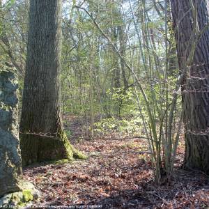 Grodzisko nad Jeziorem Czajcze - grodzisko nad jeziorem czajczym 3