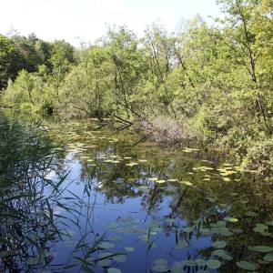 Jezioro Zatorek - jezioro zatorek 3