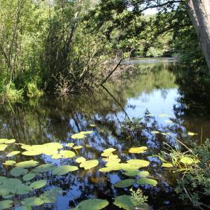 Jezioro Zatorek - jezioro zatorek 4