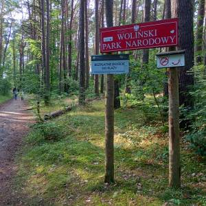 Parking leśny przy plaży Świętouść - parking lesny przy plazy swietousc 2025r 7