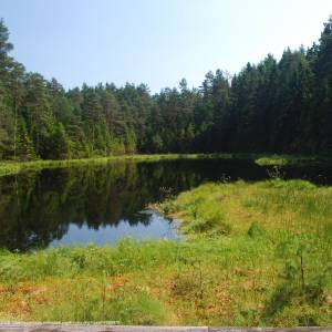 Szlak "Nad sucharami" - wigierski suchary 3