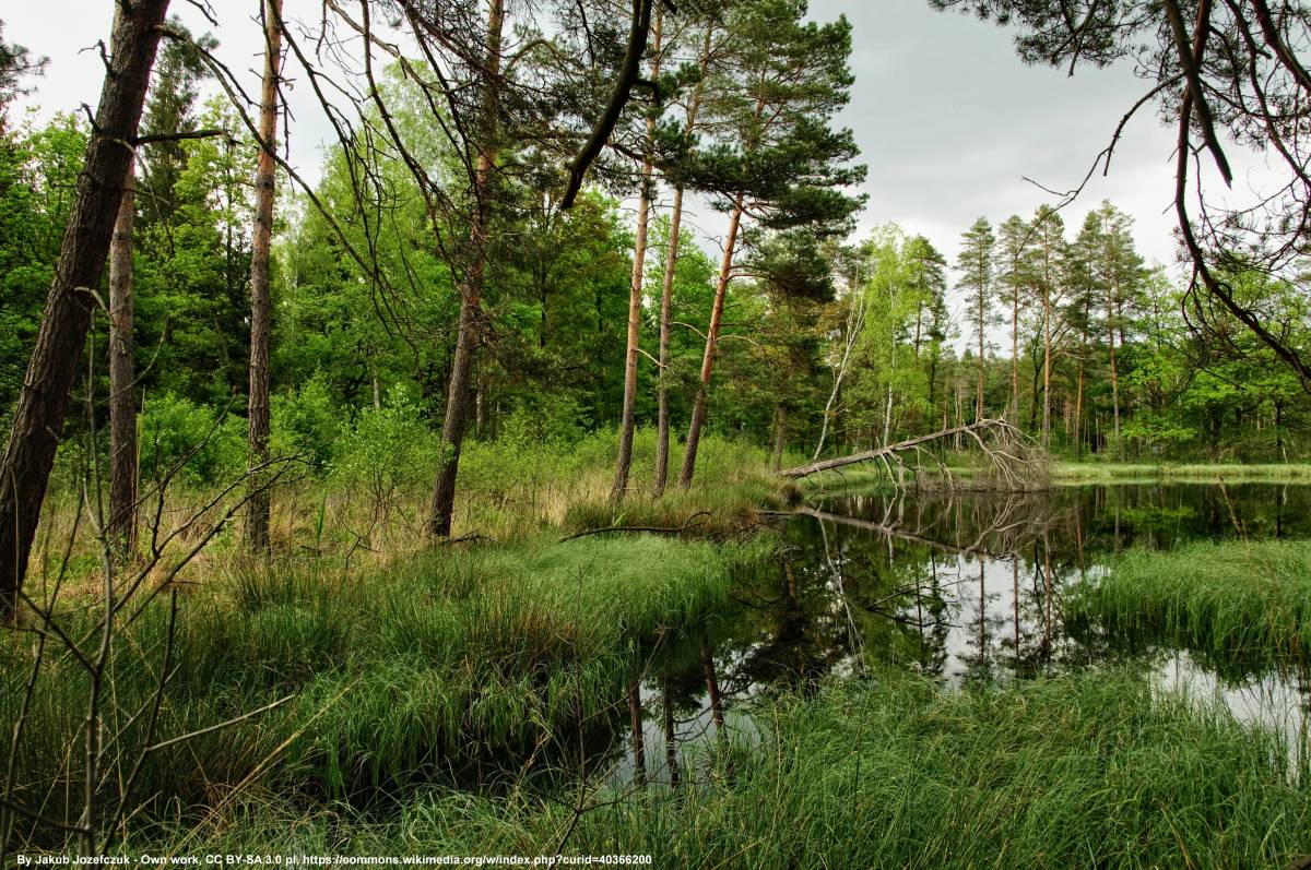Przemkowski Park Krajobrazowy - przemkowski park krajobrazowy 3