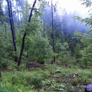 Przednia Kopa (Góry Opawskie) - przednia kopa gory opawskie 5