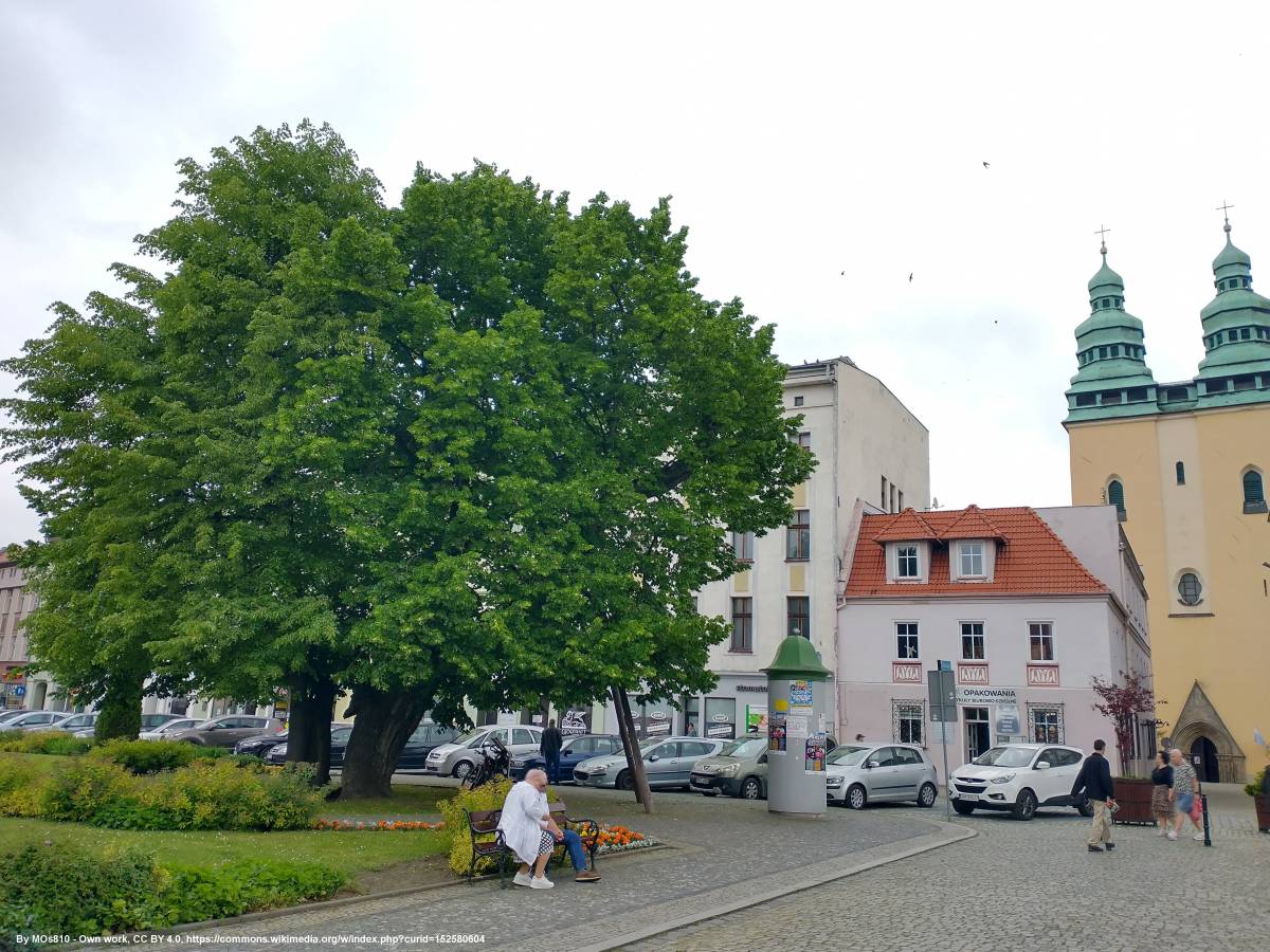 Lipa szerokolistna w Głuchołazach - lipa szerokolistna w glucholazach 6