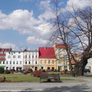 Lipa szerokolistna w Głuchołazach - lipa szerokolistna w glucholazach 3