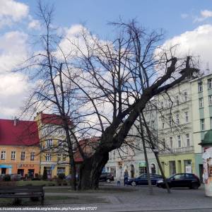 Lipa szerokolistna w Głuchołazach - lipa szerokolistna w glucholazach 4