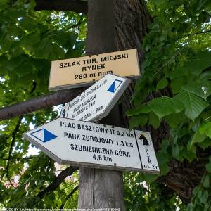Lipa szerokolistna w Głuchołazach - lipa szerokolistna w glucholazach 5