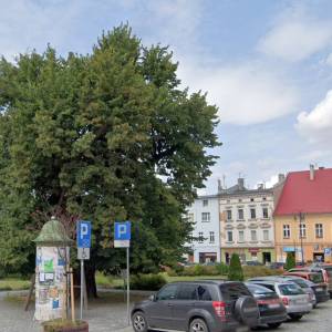 Lipa szerokolistna w Głuchołazach - lipa szerokolistna w glucholazach 7