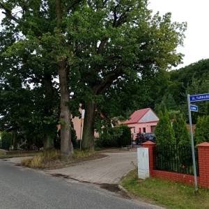 Trzy dęby pomnikowe w Wapnicy - trzy deby w wapnicy 1