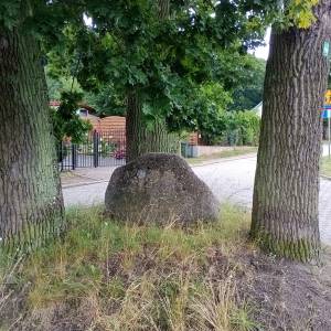 Trzy dęby pomnikowe w Wapnicy - trzy deby w wapnicy 6