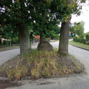 Trzy dęby pomnikowe w Wapnicy - trzy deby w wapnicy 7