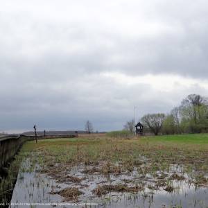 Ścieżka przyrodnicza "Kładka wśród bagien" - 280413 narew marshes in kurowo 12