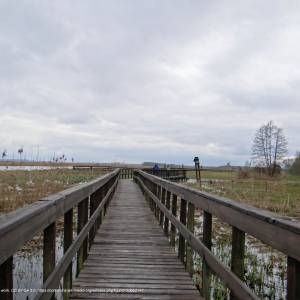Ścieżka przyrodnicza "Kładka wśród bagien" - 280413 narew marshes in kurowo 18