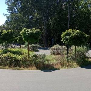 Parking Stawa Młyny w Świnoujściu - parking stawa mlyny w swinoujsciu 4