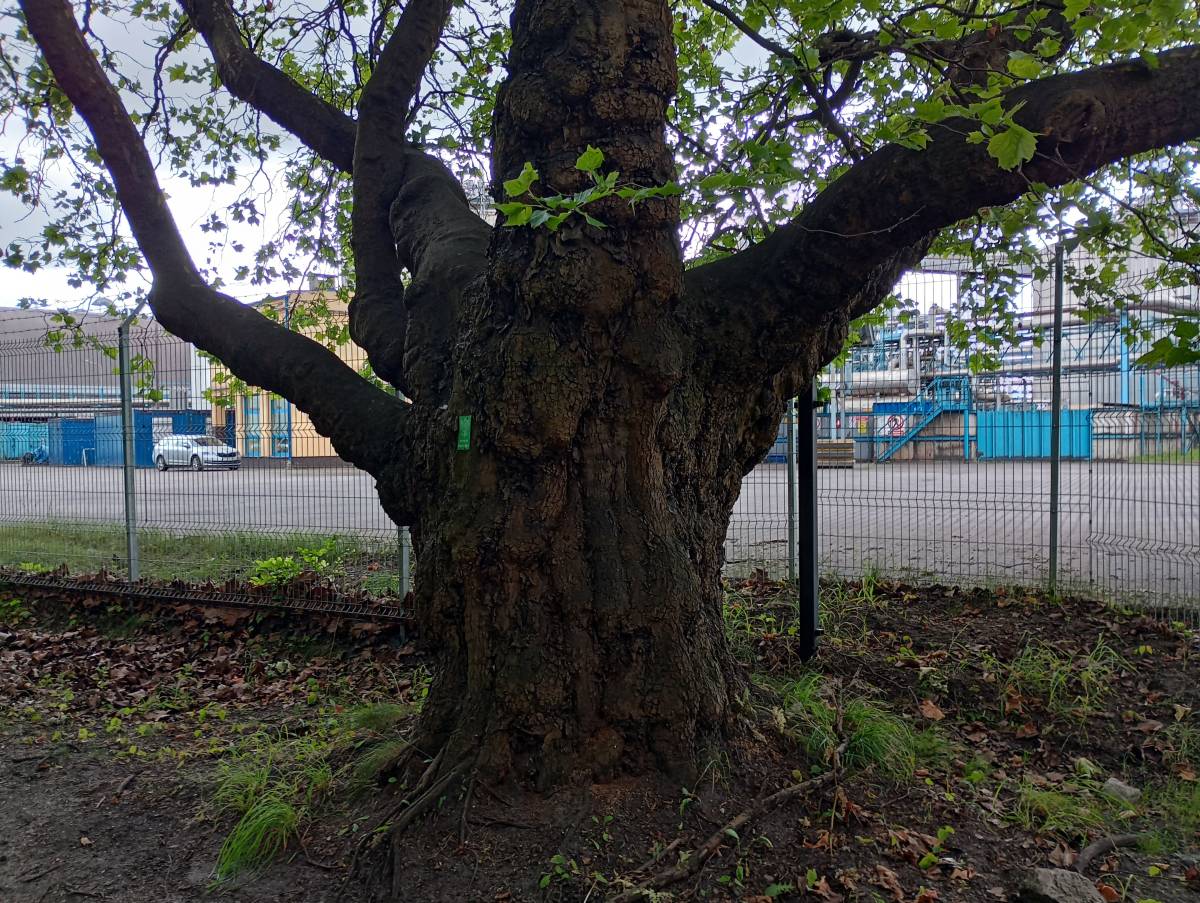 Platan klonolistny w Świnoujściu - platan klonolistny w swinoujsciu 2