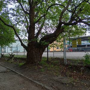 Platan klonolistny w Świnoujściu - platan klonolistny w swinoujsciu 1