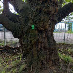 Platan klonolistny w Świnoujściu - platan klonolistny w swinoujsciu 3