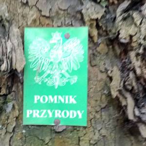 Platan klonolistny w Świnoujściu - platan klonolistny w swinoujsciu 4