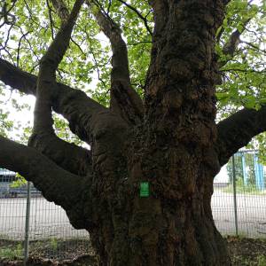 Platan klonolistny w Świnoujściu - platan klonolistny w swinoujsciu 5