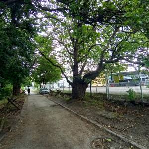 Platan klonolistny w Świnoujściu - platan klonolistny w swinoujsciu 6