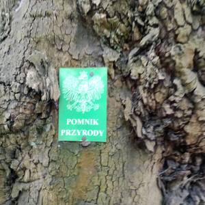 Platan klonolistny w Świnoujściu - platan klonolistny w swinoujsciu 7