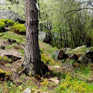 Diabelski Kamień w Górach Świętokrzyskich - diabelski kamien w gorach swietokrzyskich 6