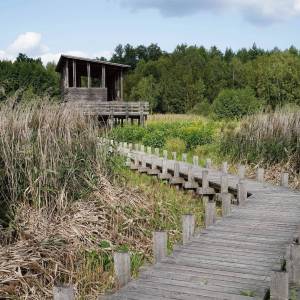 Wieża widokowa Granica - sciezka dydaktyczna skrajem puszczy4