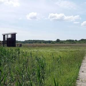 Wieża widokowa Granica - sciezka dydaktyczna skrajem puszczy8