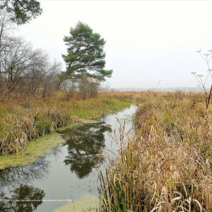 Ścieżka dydaktyczna "Dolinką Roztoki" - oos roztoka in kampinos national park 13