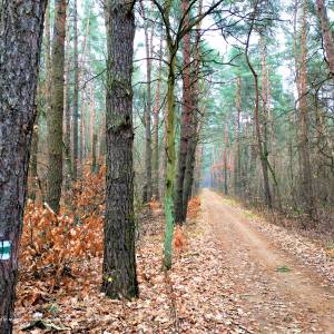 Ścieżka dydaktyczna "Dolinką Roztoki" - oos roztoka in kampinos national park 15