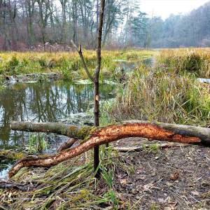 Ścieżka dydaktyczna "Dolinką Roztoki" - oos roztoka in kampinos national park 5