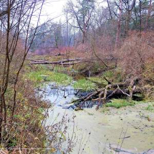 Ścieżka dydaktyczna "Dolinką Roztoki" - oos roztoka in kampinos national park 8