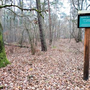 Obszar ochrony ścisłej Roztoka - oos roztoka in kampinos national park 17