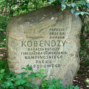 Dąb Kobendzy - dab kobendzy1