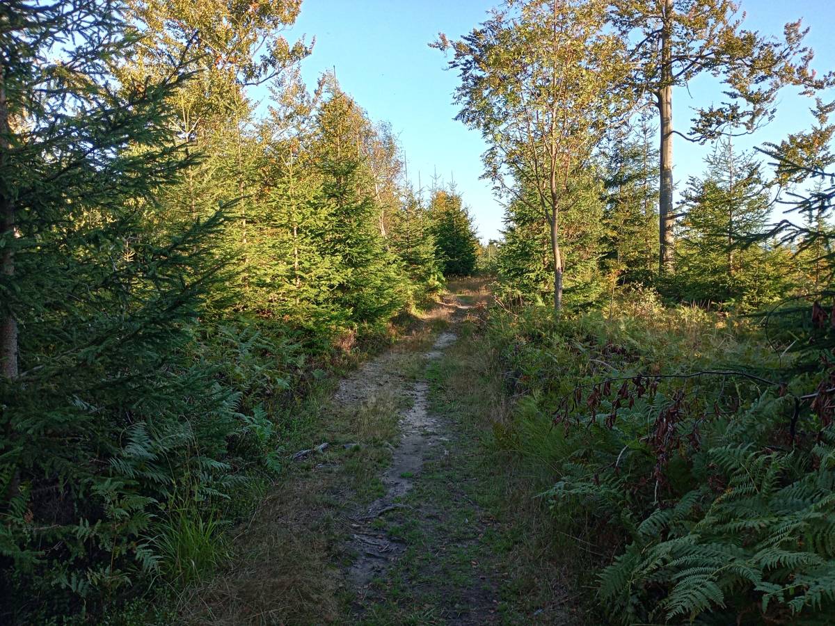 Głębiec (825 m n.p.m.) - glebiec 825 m n p m 2