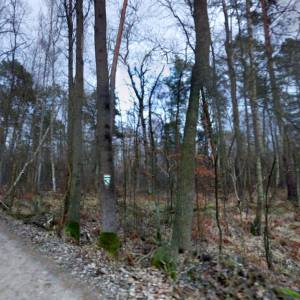 Ścieżka dydaktyczna "Do Starego Dębu" - sciezka dydaktyczna do starego debu2