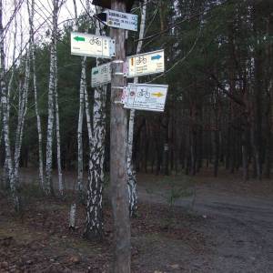 Kampinoski Szlak Rowerowy - pol dabrowa lesna rozwidlenie szlakow