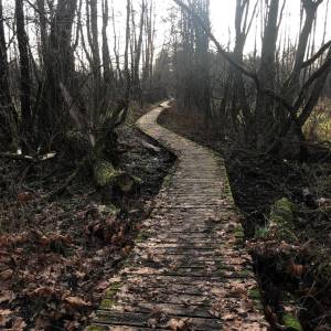 Obszar ochrony ścisłej Zaborów Leśny - obszaer ochrony scislej zaborow lesny3