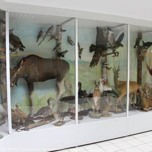 Ośrodek Dydaktyczno - Muzealny w Starym Załuczu - osrodek dydaktyczno muzealny poleskiego parku narodowego 9